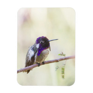 Costa's Hummingbird perched on a branch Magnet