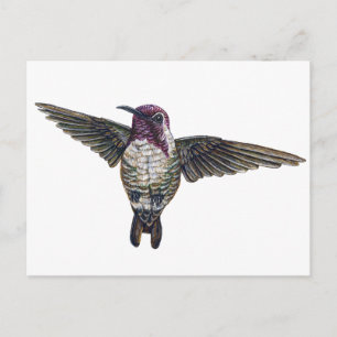 Costa's Hummingbird Postcard
