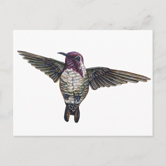 Costa's Hummingbird Postcard (Front)