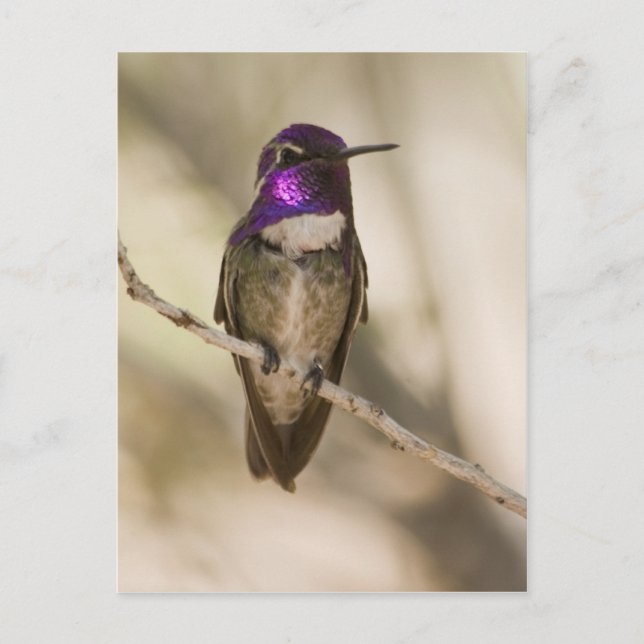 Costa's Hummingbird Postcard (Front)