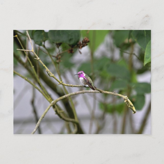 Costa's Hummingbird Postcard (Front)
