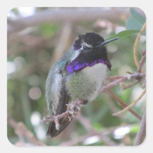 Costa's Hummingbird Square Sticker