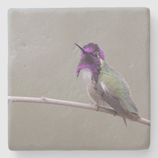 Costa's hummingbird stone coaster (Front)
