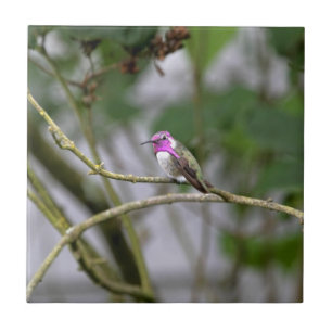 Costa's Hummingbird Tile
