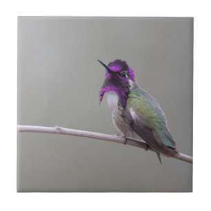Costa's Hummingbird Tile