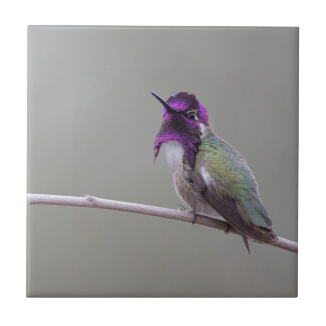 Costa's Hummingbird Tile (Front)