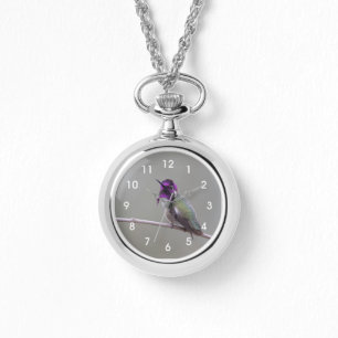 Costa's hummingbird watch