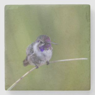 Costa's in August light Stone Coaster