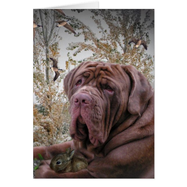 Côté Doux - Neopolitan Mastiff (Devant)
