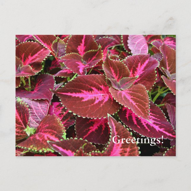 Coteus Postcard (Front)