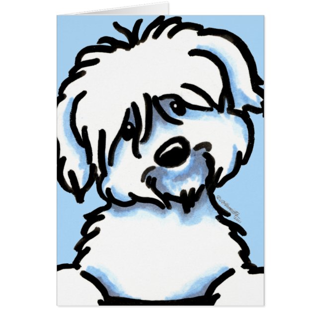 Coton blanc de Tuléar face (Devant)