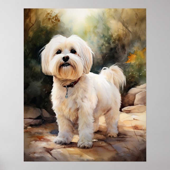 Coton De Tulear Chien Art Imprimer Poster (Devant)