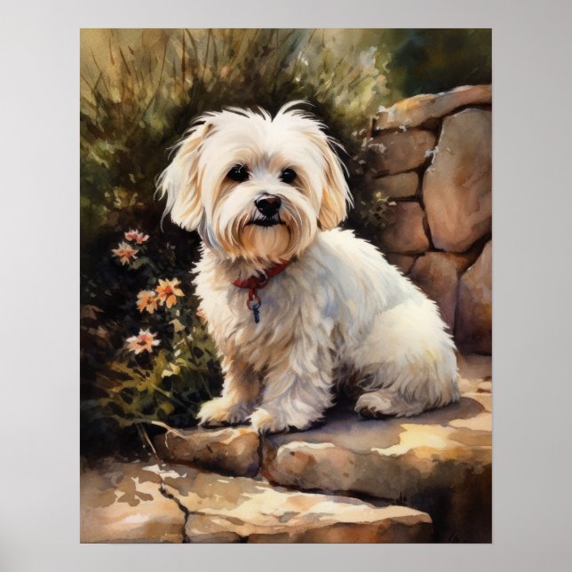 Coton De Tulear Chien Art Imprimer Poster (Devant)