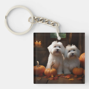 Coton De Tulear Chiot Automne Citrouille délice