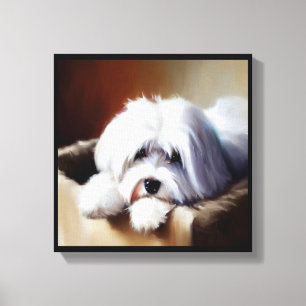 Coton de Tulear Dog Canvas Print