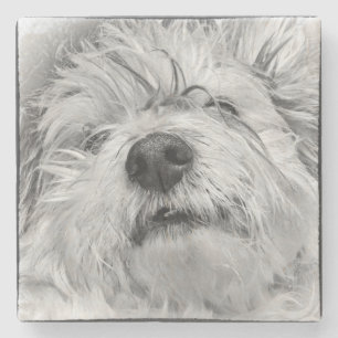 Coton de Tulear dog Stone Coaster