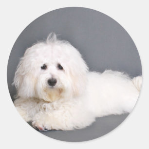 Coton de Tulear - Joci Classic Round Sticker
