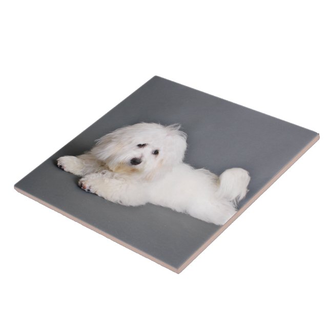 Coton de Tulear - Joci Tile (Side)