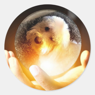 Coton de Tulear Magic Classic Round Sticker