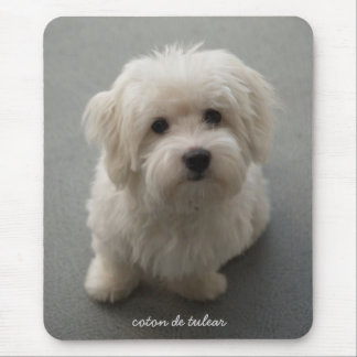 Coton de Tulear Mouse Pad