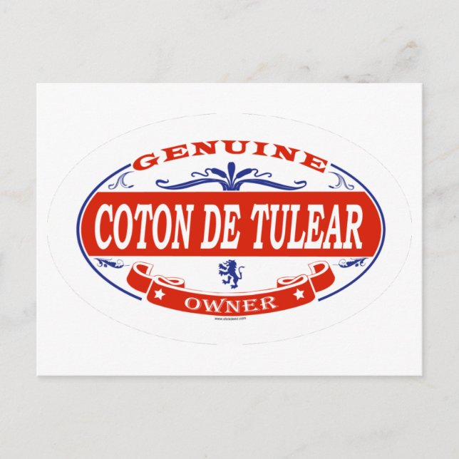 Coton De Tulear  Postcard (Front)