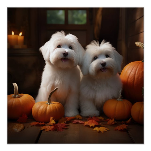 Coton De Tulear Puppy Autumn Delight Pumpkin  Poster (Front)