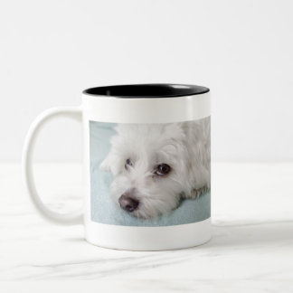 Coton de Tulear Puppy Eyes Two-Tone Coffee Mug