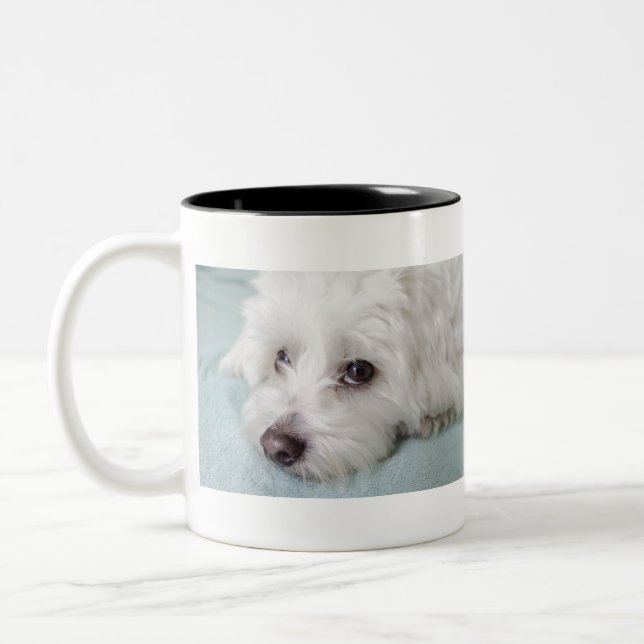 Coton de Tulear Puppy Eyes Two-Tone Coffee Mug (Left)