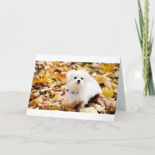 Coton de Tulear SAYS HAPPY 60th BIRTHDAY Card