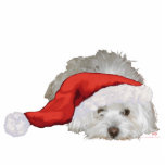 Coton de Tulear - Waiting Standing Photo Sculpture<br><div class="desc">Each of the designs is available on all of the Zazzle products.  Please scroll to Transfer This Design on this product's page and choose your favourite product.  You may customize your choice with our Text Tool,  as well.  There are many marvellous Fonts to choose from.  Thank you!</div>