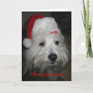 Coton in Funny Hat Christmas Card