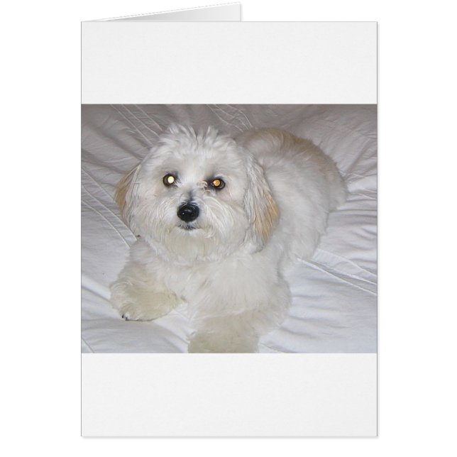 coton laying.png (Front)