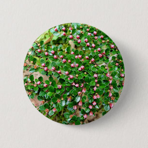 Cotoneaster horizontalis  Badge 2 Inch Round Button
