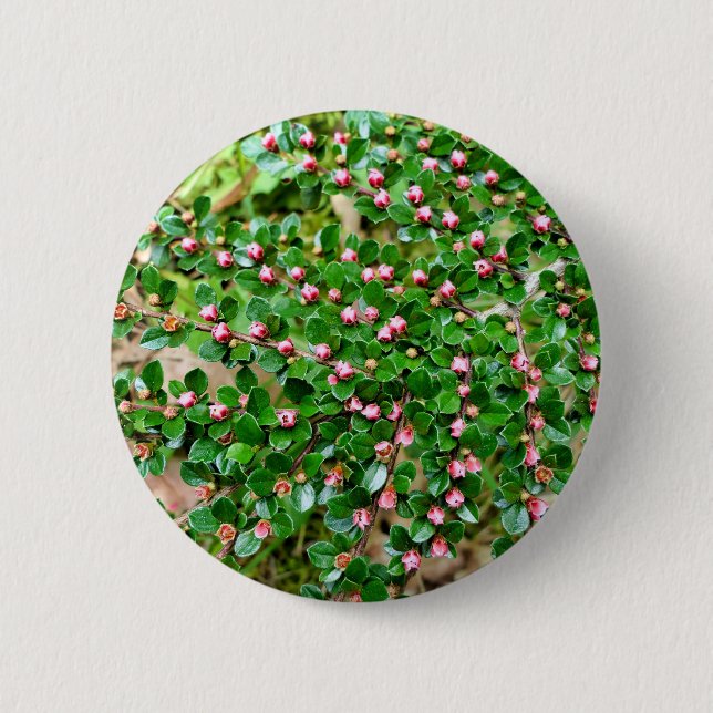 Cotoneaster horizontalis  Badge 2 Inch Round Button (Front)