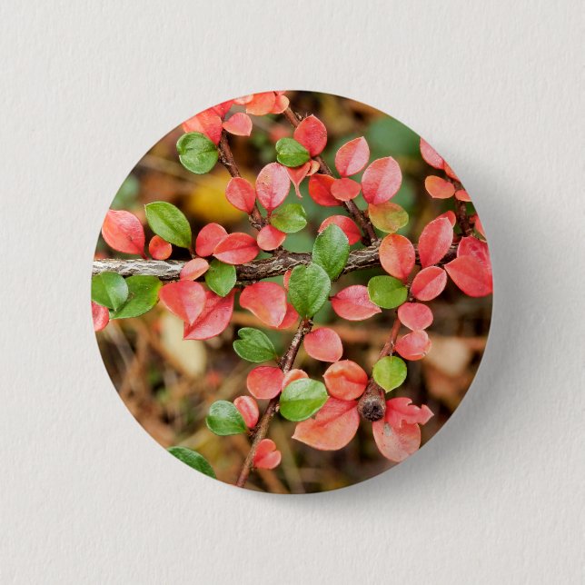 Cotoneaster horizontalis Badge 2 Inch Round Button (Front)