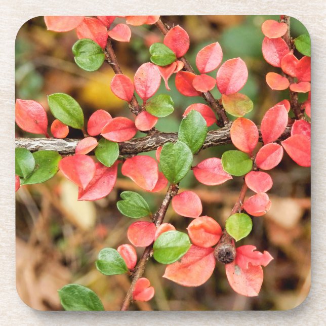 Cotoneaster horizontalis coaster (Front)