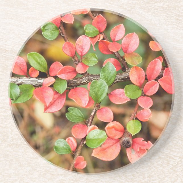 Cotoneaster horizontalis coaster (Front)