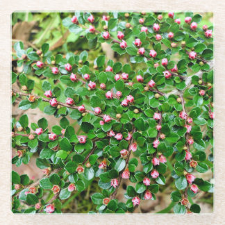 Cotoneaster horizontalis glass coaster