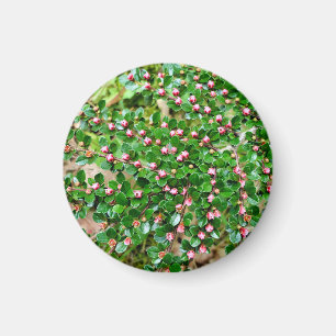 Cotoneaster horizontalis magnet
