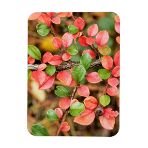 Cotoneaster horizontalis magnet