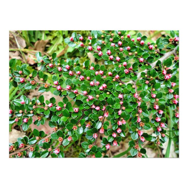Cotoneaster horizontalis photo print (Front)