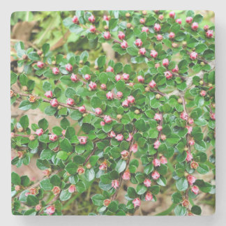 Cotoneaster horizontalis stone coaster