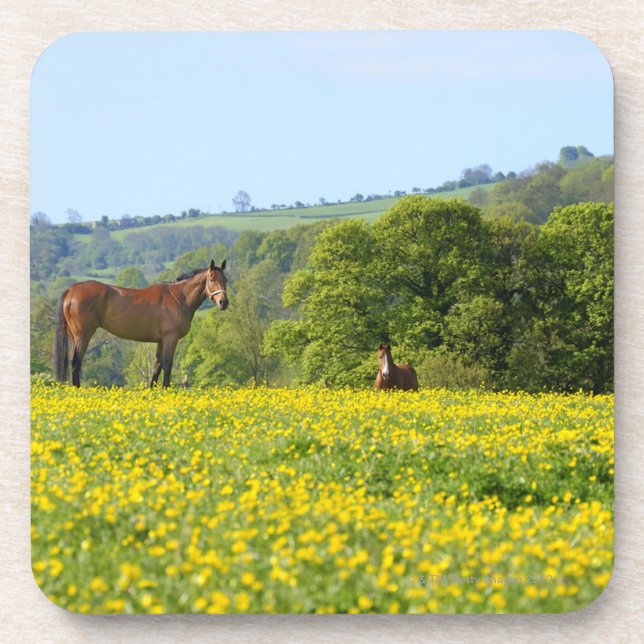 Cotswolds, UK Coaster (Front)