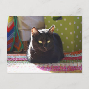 "Cottage Comfort" Cat Photography Postcard