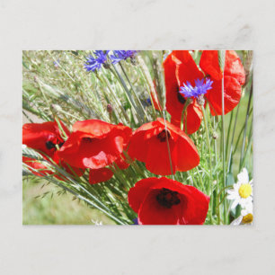 Cottage garden, Rosalinde Postcard