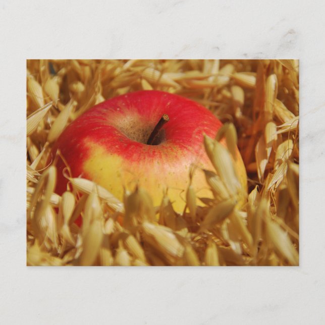 Cottage garden, Rosalinde Postcard (Front)