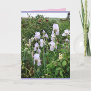 Cottage Jardin violet Iris Irises carte fleurie