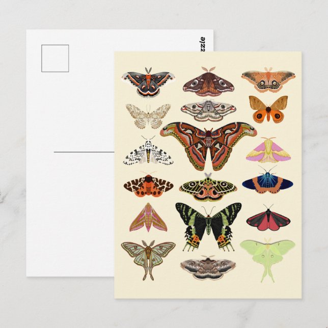 Cottagecore Moths  Postcard (Front/Back)