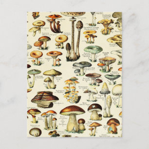 Cottagecore Mushrooms Vintage Naturalist Postcard