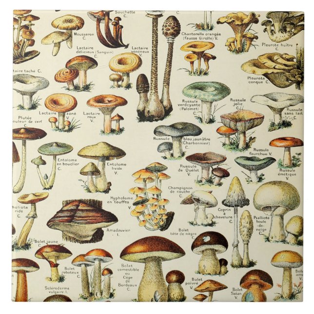 Cottagecore Mushrooms Vintage Naturalist Tile (Front)